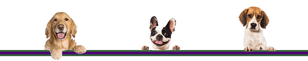 benefits of dog trainer certification benefits of dog trainer certification