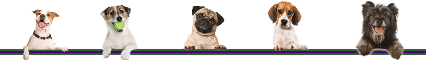 benefits of dog trainer certification benefits of dog trainer certification