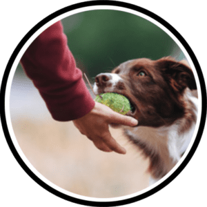certified dog trainer course