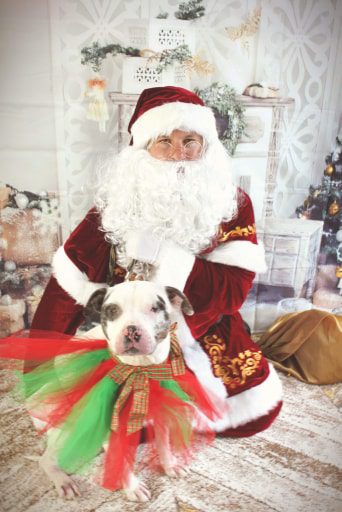 Are You Ready for a Puppy This Christmas?