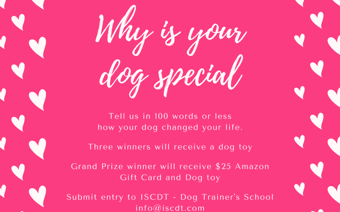 Calling all Dog Lovers!!!!