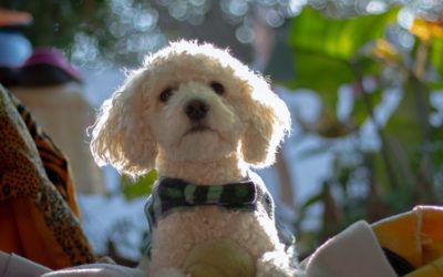 The Importance of a Decompression Period in Dogs