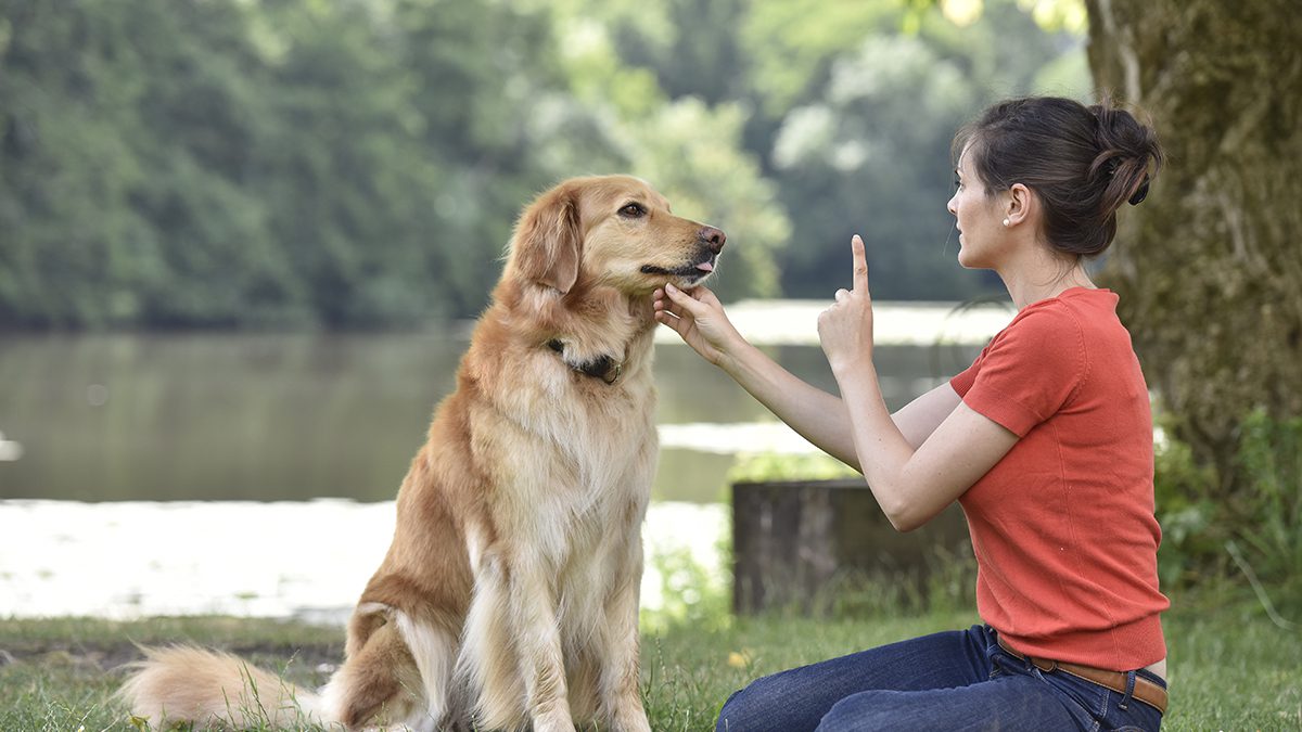 Online Dog Trainer Certification