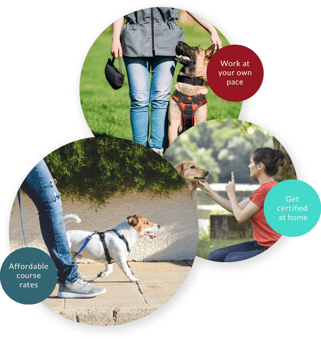 online-dog-trainer-courses-online-dog-training-certification