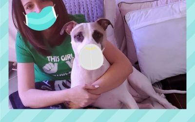 Tips To Desensitize Your Dog to Face Masks