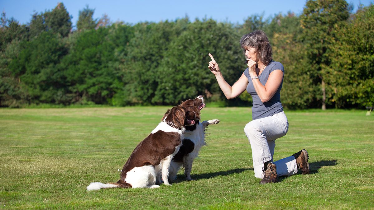 Dog Trainer Certification Course
