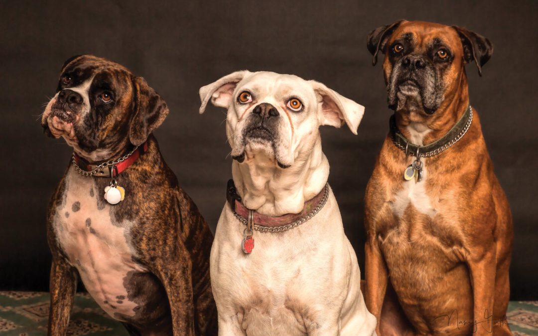 Ask The Trainer:  What breed of dog does not do well living in a multi-dog home?