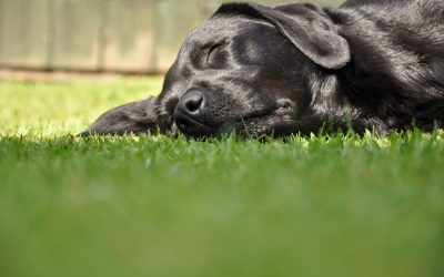 Why Dogs Circle Before Lying Down