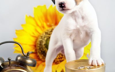 Help your Dog With Daylight Savings Changes