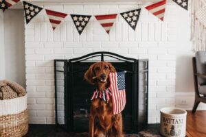 Fourth of July - A dog's worst holiday