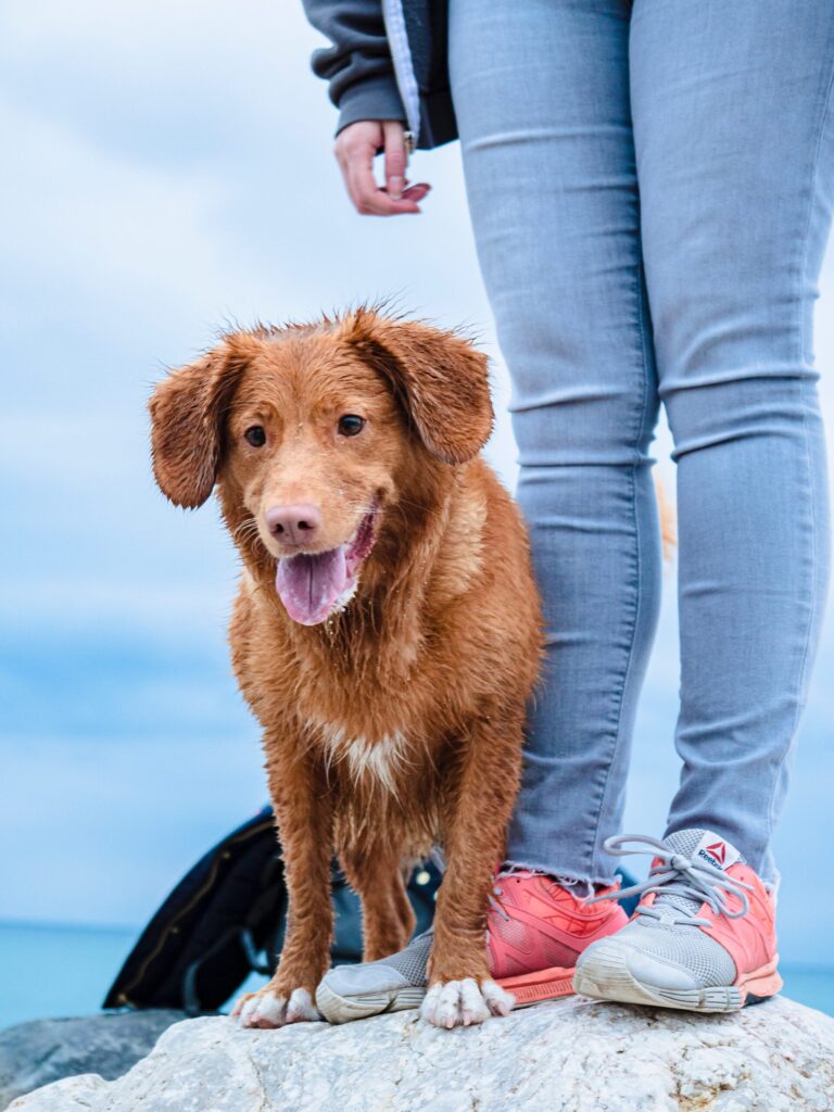 dog-behavior evaluation questions