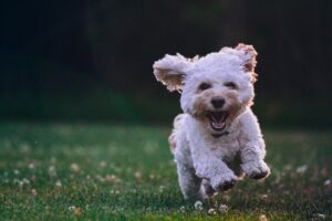 Creating an online presence for your dog training company