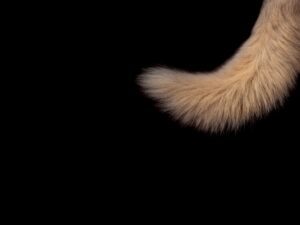 Can Pulling A Dog's Tail Cause Damage?