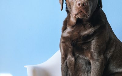 Why Dog Trainers Have Policies and Procedures