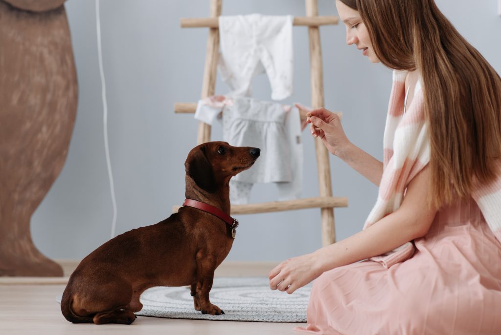 Gaining Practical Experience as a Dog Trainer