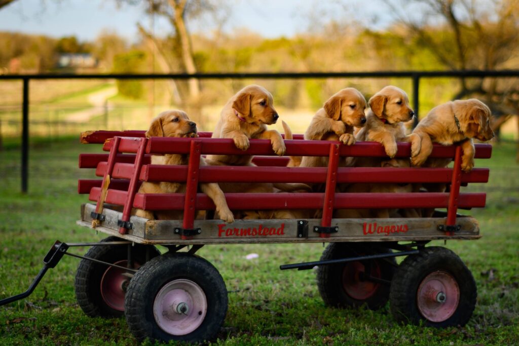 Puppies: Why eight weeks matters