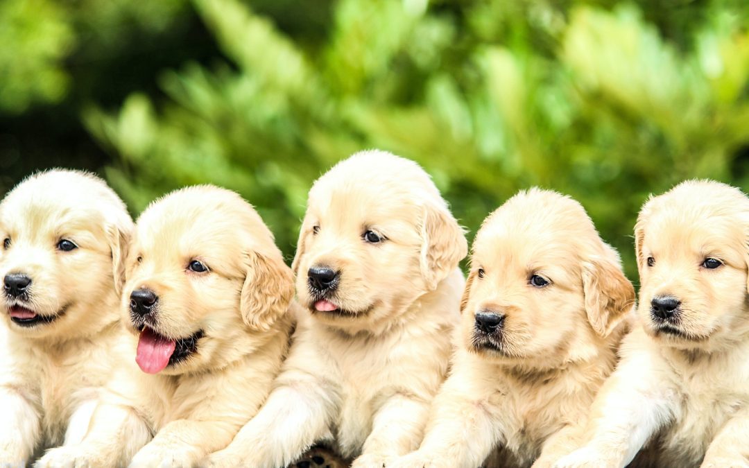 Puppies:  Consequences of Prematurely Separating Mom And Her Puppies