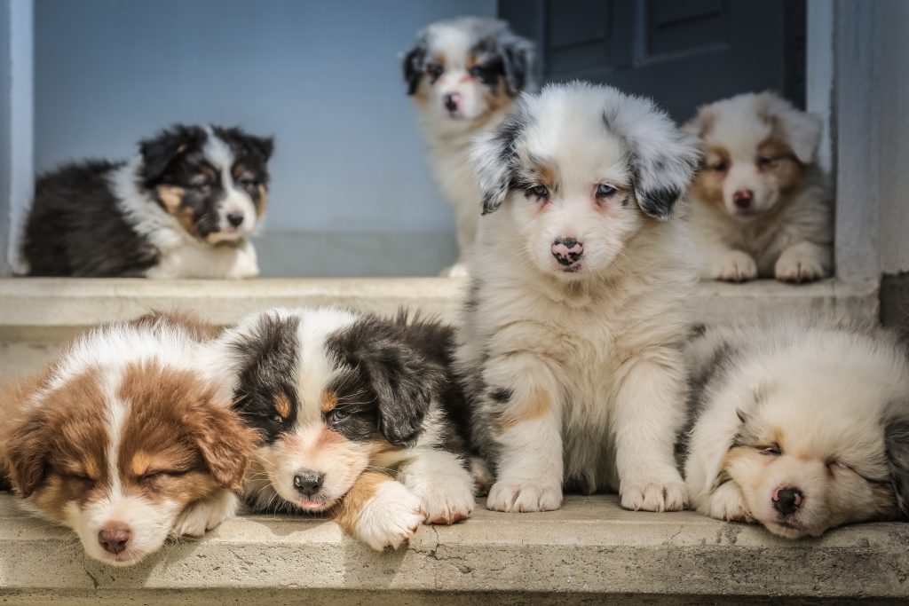 Prematurely separating mom from puppies