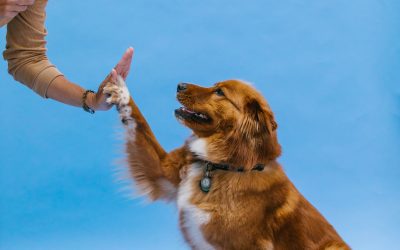 How to Choose the Best Online Dog Trainer Certification Program