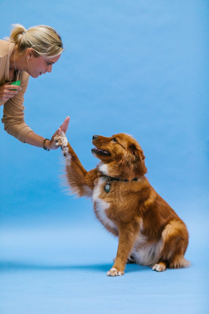 Photo by RDNE Stock project: https://www.pexels.com/photo/dog-doing-a-high-five-7516476/