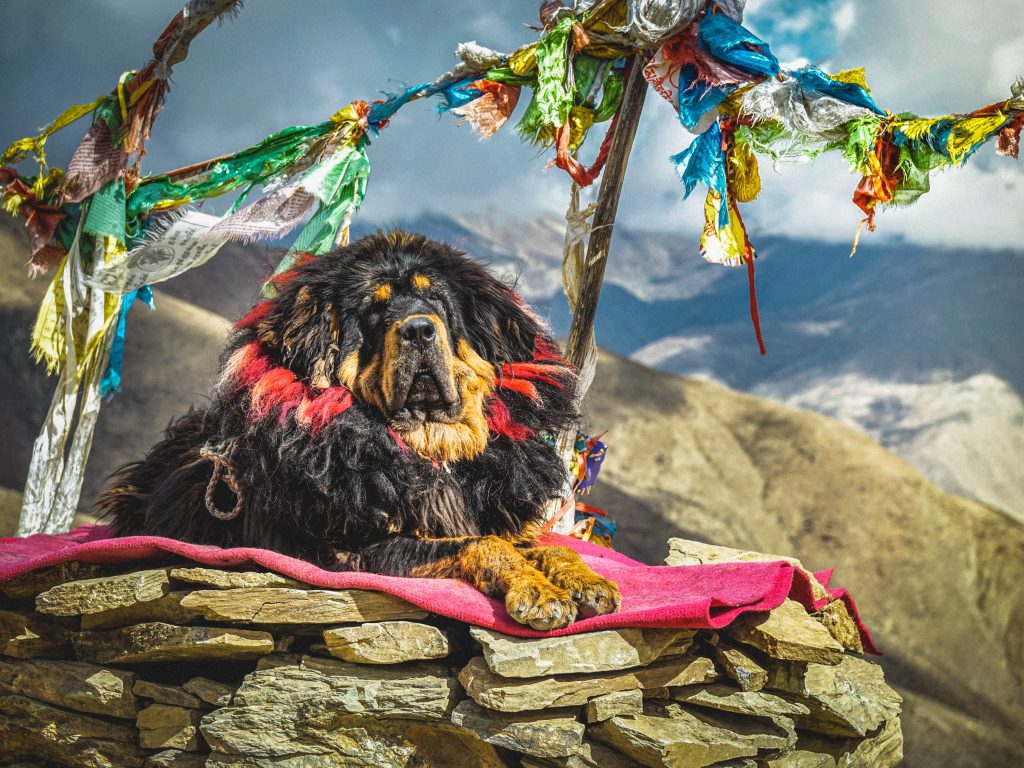 Tibetan Mastiff