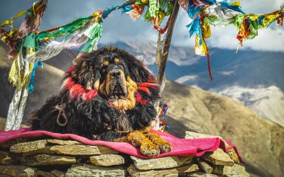 Tibetan Mastiff: ISCDT’s Breed of the Week