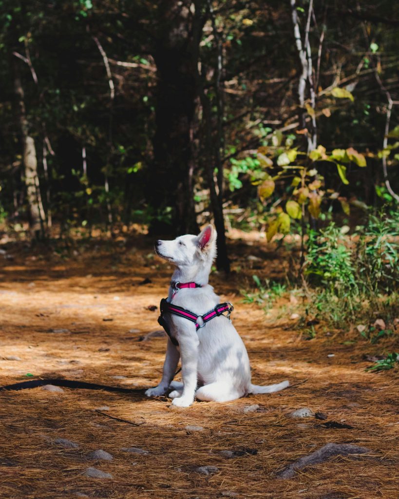 How many lessons does it take to train a dog