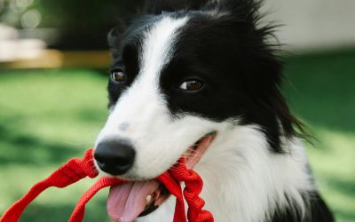 Tips For  Effective Dog Training