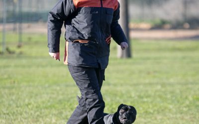 Building Handler Confidence For Successful Dog Training