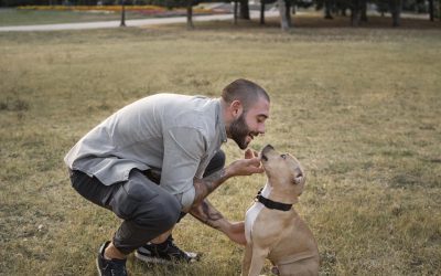 Building Reliable Behavior: Why Dog Training Takes Time