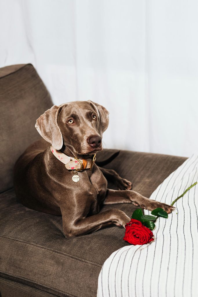 7 Human Behaviors That Confuse Dogs