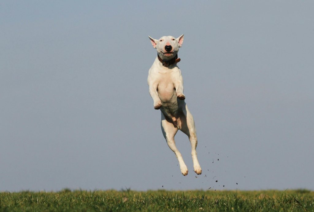 7 Human Behaviors That Confuse Dogs