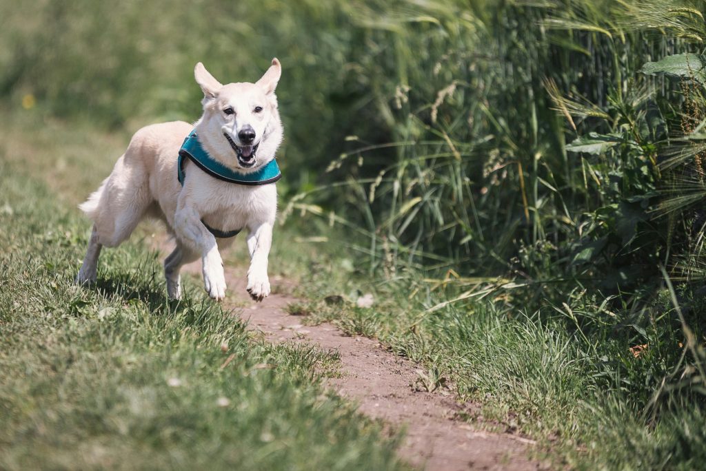 7 Human Behaviors That Confuse Dogs