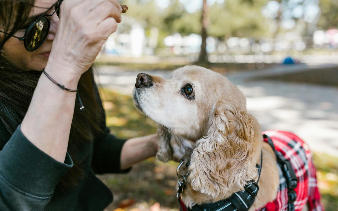 A Smarter Way to Communicate with Your Dog