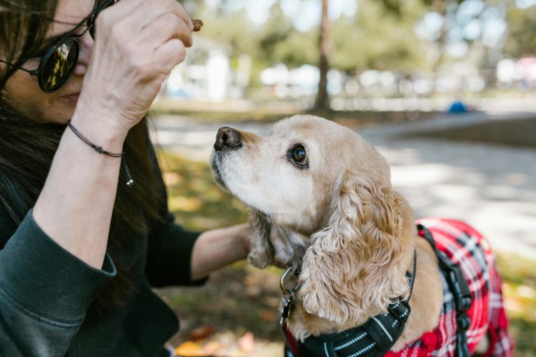 A Smarter Way to Communicate with Your Dog