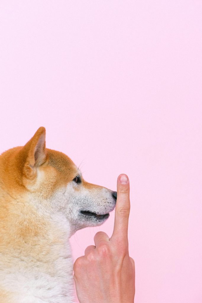 7 Human Behaviors That Confuse Dogs