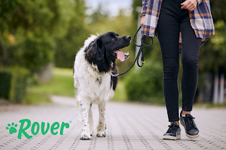 What’s Next? A New Way to Gain Experience with Rover Training