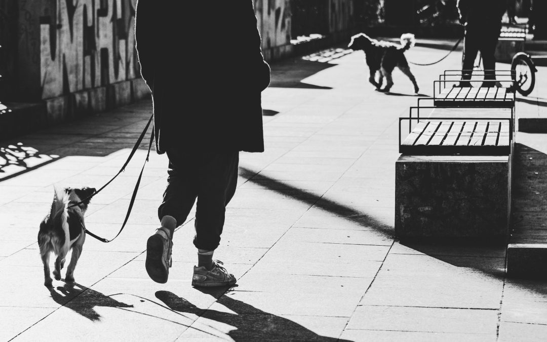 Before You Teach a Single Command, Understand This About the Leash
