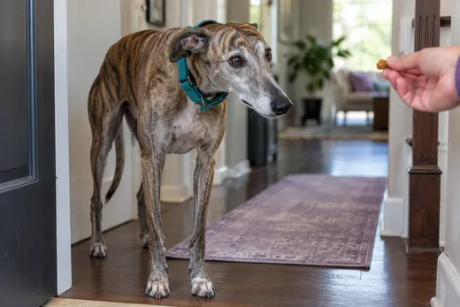 Shy rescue greyhound approaching an offered treat
